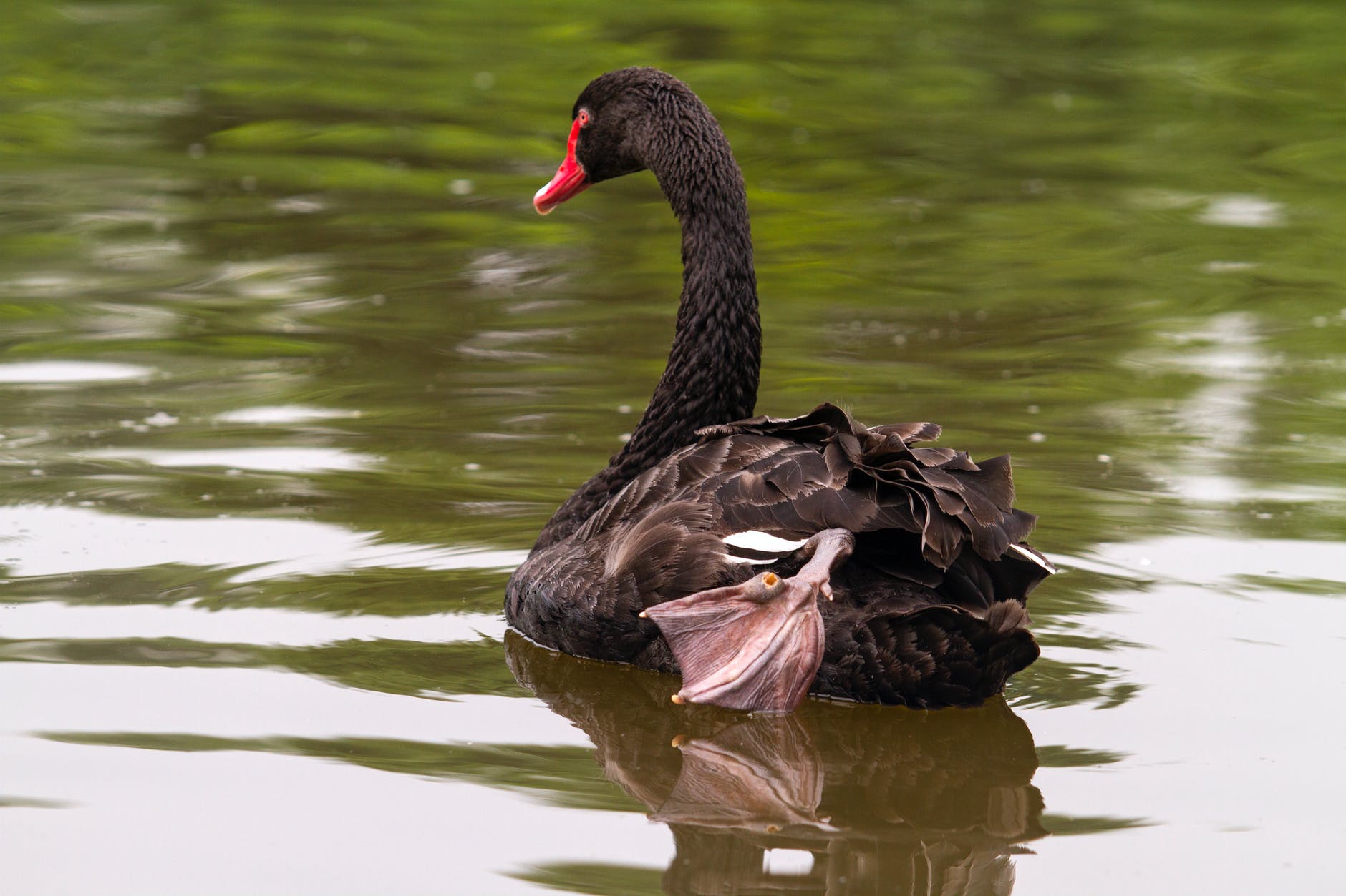 🦢 The Black Swan: Was It Possible to Forsee Covid Pandemic?  Copy